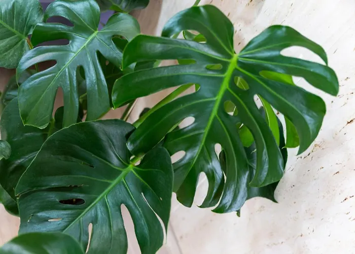 아메리카스 호텔 말라가